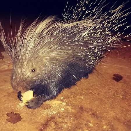 Porcupine Camp Kamanjab Hotel Ngoại thất bức ảnh