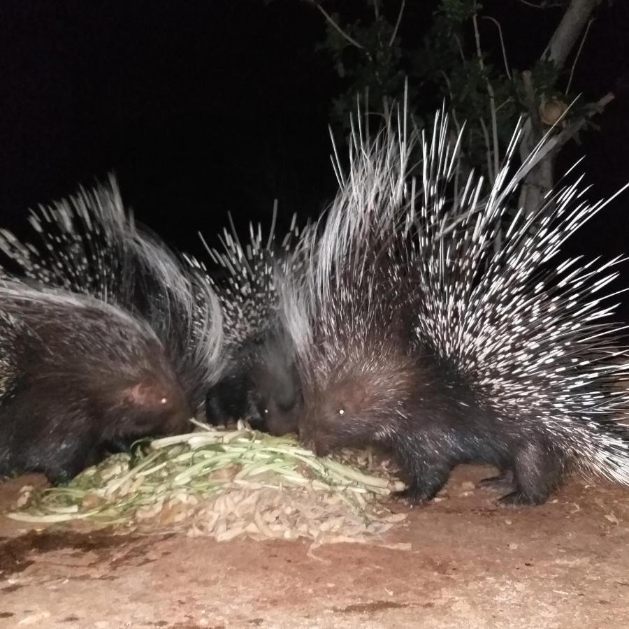 Porcupine Camp Kamanjab Hotel Ngoại thất bức ảnh